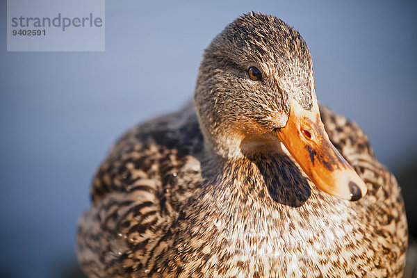 Wasser Ente