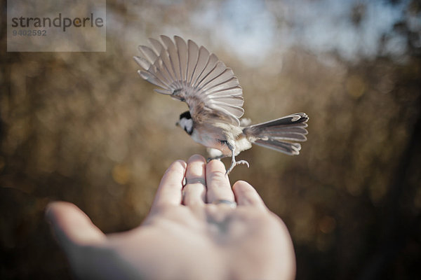 fliegen fliegt fliegend Flug Flüge Vogel