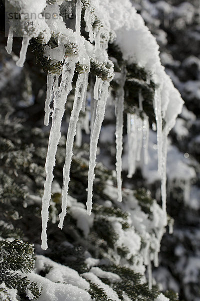 Winter Baum hängen Eiszapfen britisch Kanada