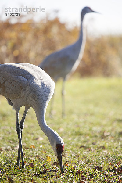 Kanadakranich Grus canadensis