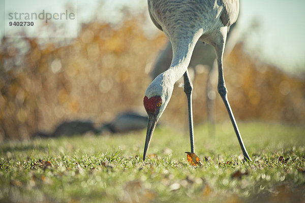 Kanadakranich Grus canadensis