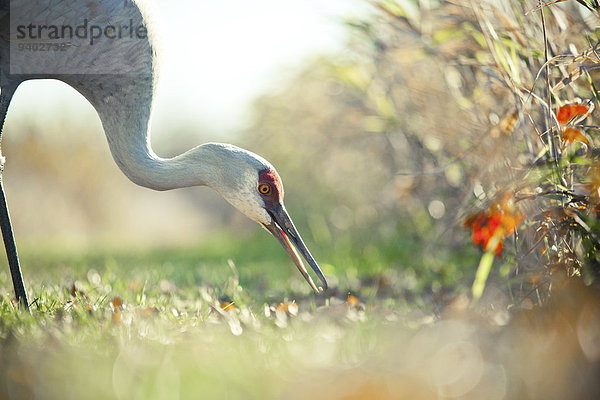 Kanadakranich Grus canadensis