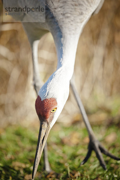 Kanadakranich Grus canadensis