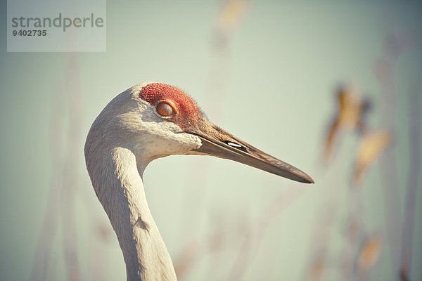 Kanadakranich Grus canadensis