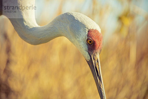 Kanadakranich Grus canadensis