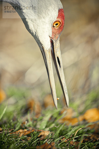 Kanadakranich Grus canadensis