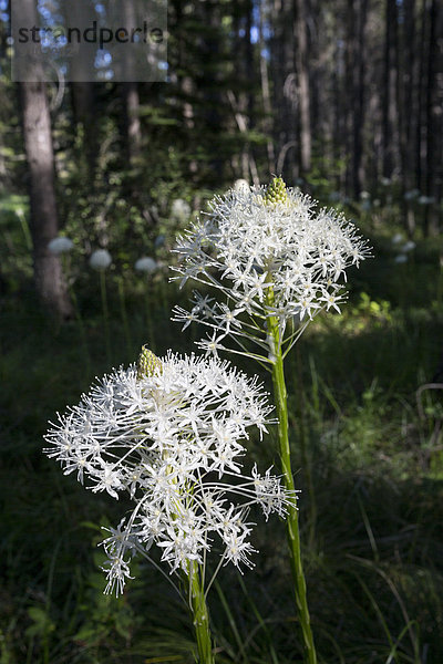 nahe Nationalpark Bärengras