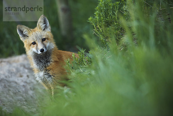 Winter ungestüm rot Colorado Fuchs