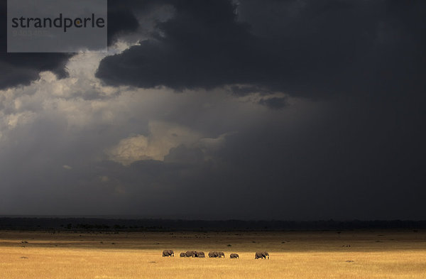 Pampashase Dolichotis patagonum Himmel Sturm unterhalb Herde Herdentier Elefant Masai