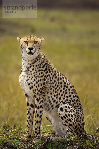 Pampashase Dolichotis patagonum Gepard Acinonyx jubatus sitzend Masai