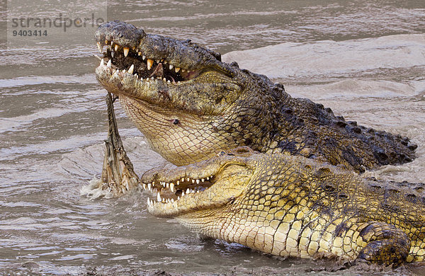 Pampashase Dolichotis patagonum 2 Krokodil essen essend isst Masai Gnu