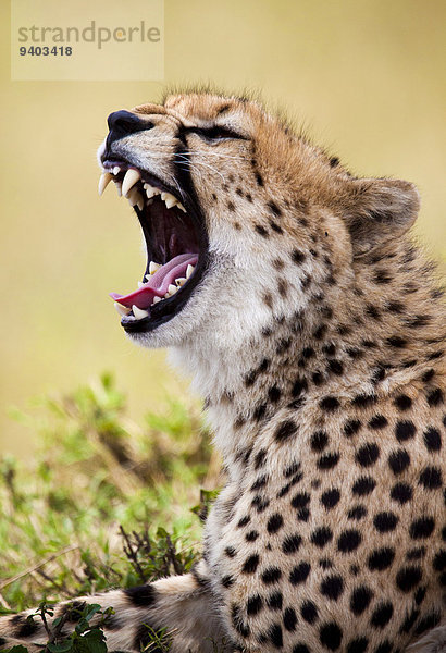 Pampashase Dolichotis patagonum Gepard Acinonyx jubatus gähnen ungestüm Masai