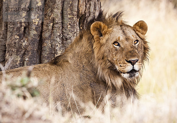 Pampashase Dolichotis patagonum Raubkatze Löwe Panthera leo ruhen Löwe - Sternzeichen Masai