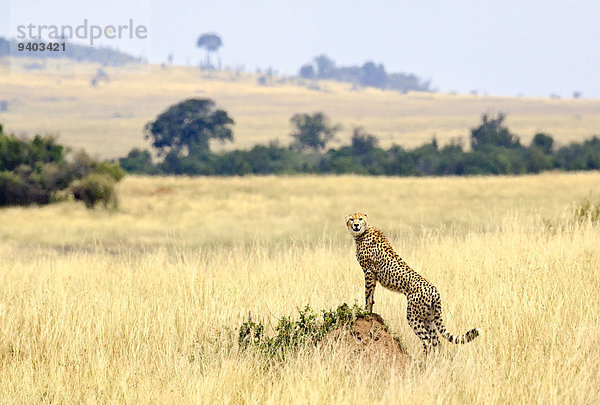 Pampashase Dolichotis patagonum Gepard Acinonyx jubatus über Masai