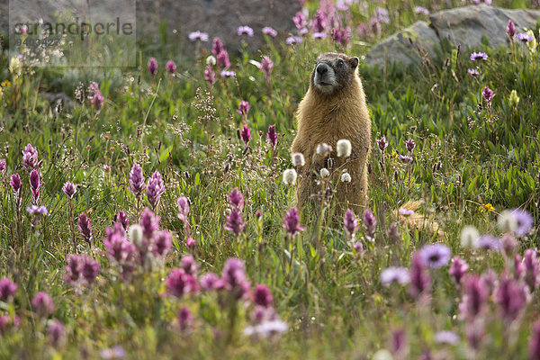 Feld Wildblume Murmeltier Colorado