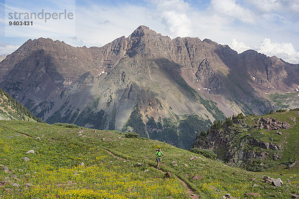 Espe Populus tremula nahe 4 wandern