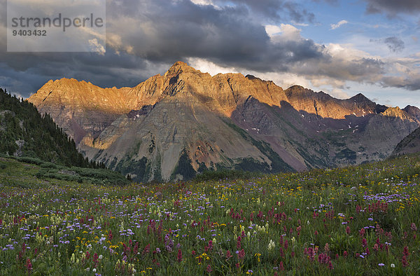 pyramidenförmig Pyramide Pyramiden Espe Populus tremula nahe Sonnenuntergang Feld Wildblume Colorado Pyramide