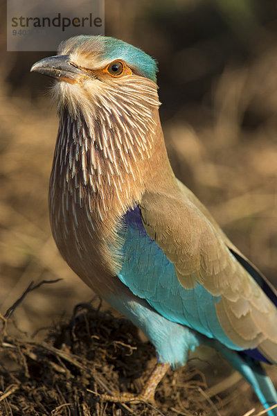 Racken Coraciidae Indien