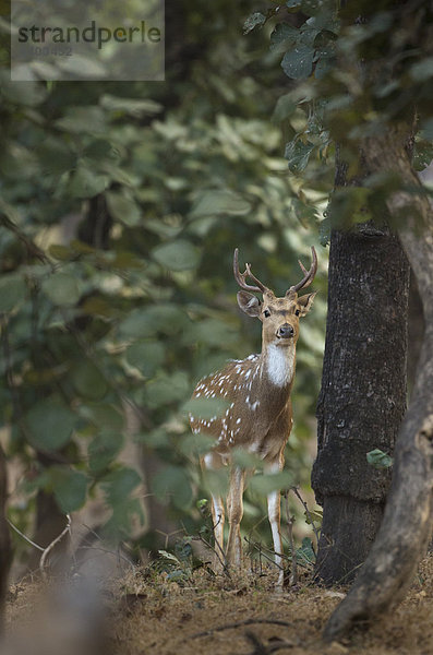 Nationalpark Punkt Achse Hirsch