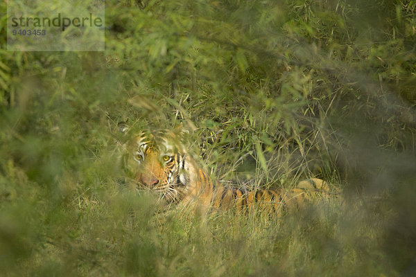Nationalpark Raubkatze Tiger Panthera tigris ungestüm