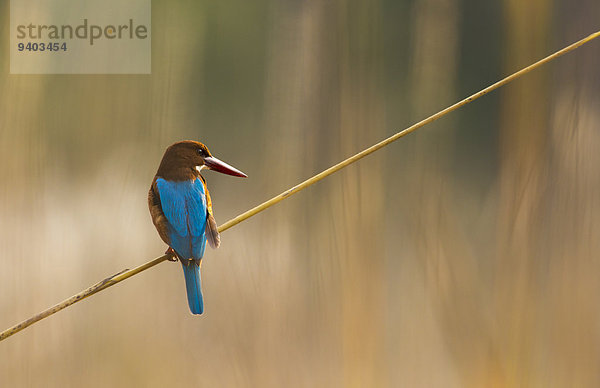 Nationalpark Eisvogel