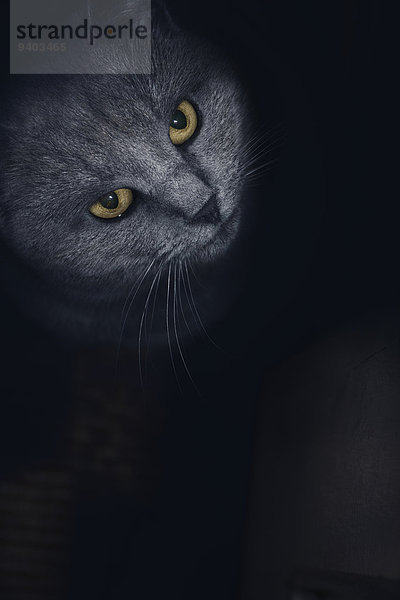 Halbportrait Hochformat Außenaufnahme Portrait Textfreiraum Blick in die Kamera Tag Neugier Tür niemand Beauty Tier Haustier Katze Wachsamkeit freie Natur Serbien Hauskatze
