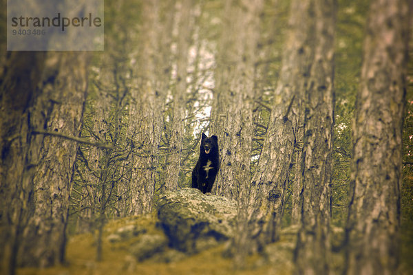 stehend Hügel Wald hoch oben Kiefer Pinus sylvestris Kiefern Föhren Pinie Ungarn Bobtail