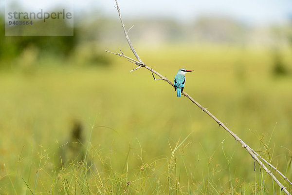 Woodland Kingfisher