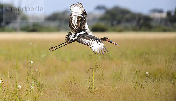 Saddle-billed Stork