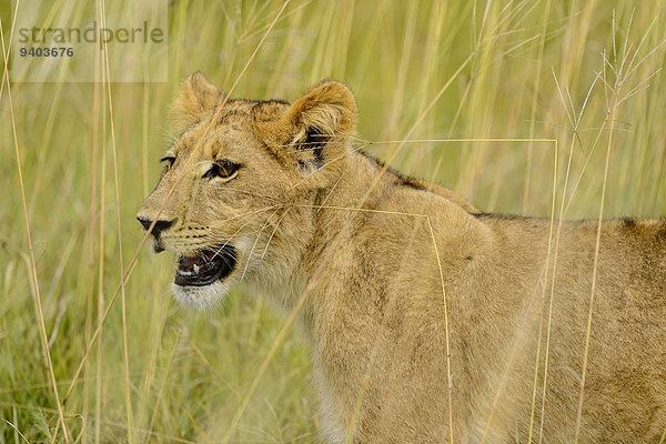 Löwe Panthera leo