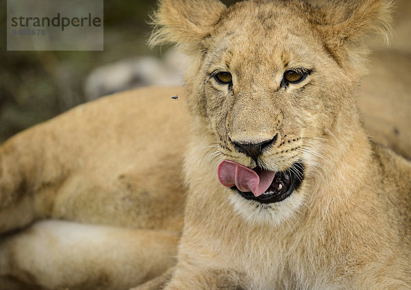 Löwe Panthera leo