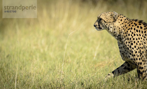 Gepard Acinonyx jubatus