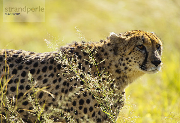 Gepard Acinonyx jubatus