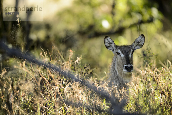 Wasserbock Kobus ellipsiprymnus