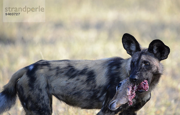 Wildhund