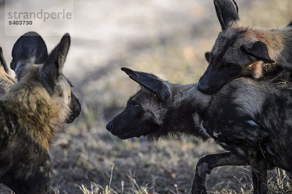 Wildhund