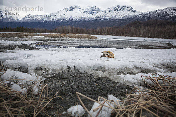 Naturschutzgebiet Außenaufnahme Berg Tag Landschaft Schönheit niemand Wald Hund 1 See Eis Natur Querformat Horizont Tier Kälte Haustier Chugach Mountains Alaska gefroren Idylle Einzelnes Tier freie Natur