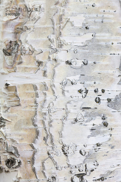 Baumstamm Stamm Vereinigte Staaten von Amerika USA Naturschutzgebiet Hochformat Außenaufnahme Muster Tag Ruhe Baum Schönheit niemand weiß Natur Close-up Alaska Baumrinde Rinde Botanik Formatfüllend freie Natur Schnittmuster