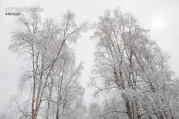 Birke Vereinigte Staaten von Amerika USA Anschnitt Außenaufnahme Winter Tag Ruhe Baum Landschaft Schönheit niemand weiß Natur Querformat Kälte Flachwinkelansicht Alaska freie Natur Bewölkung bewölkt bedeckt Einfachheit Schnee