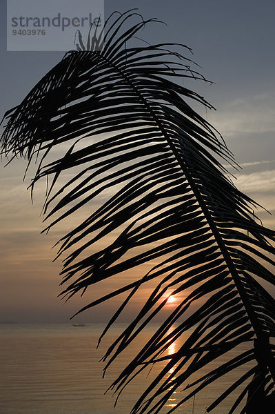 Palmblatt bei Sonnenuntergang am Strand  Ko Phangan  Thailand