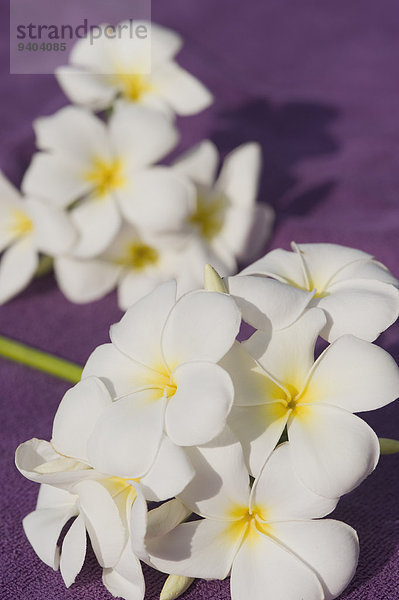 Westindische Frangipani-Blüten