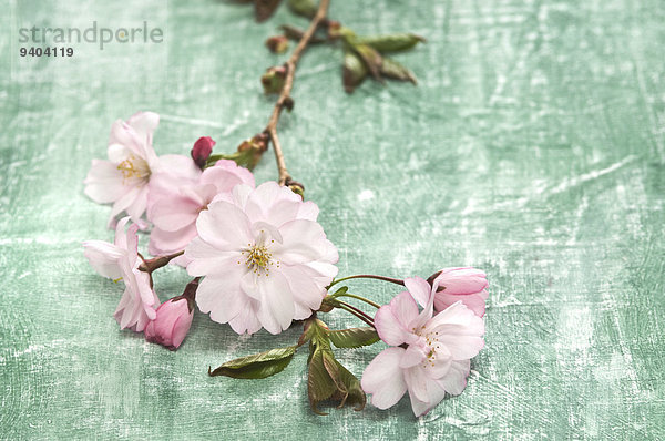 Rosa Kirschblüten