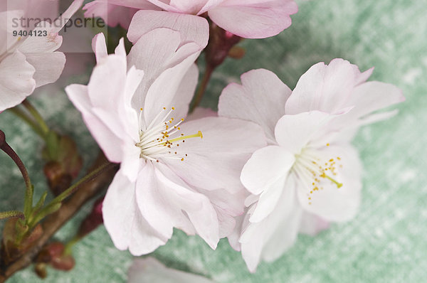 Rosa Kirschblüten