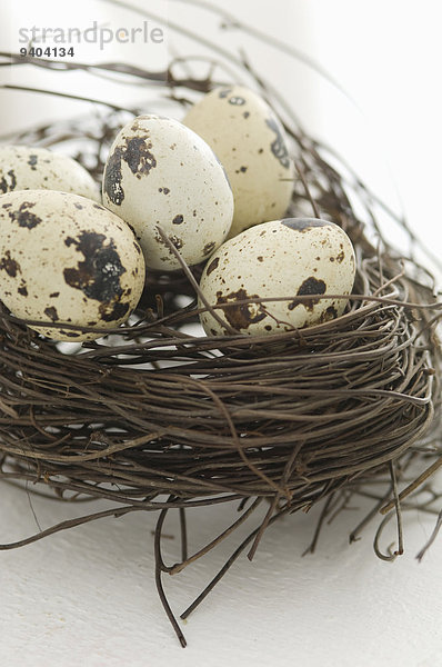 Wachteleier in einem Nest