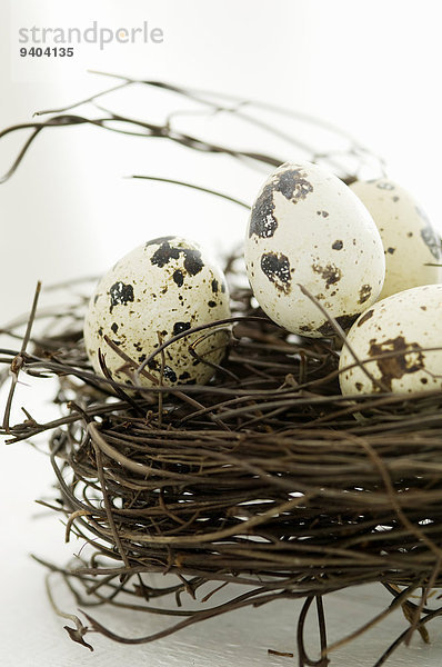 Wachteleier in einem Nest