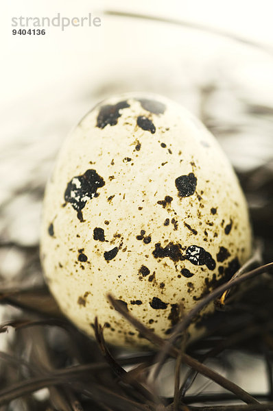 Wachtelei in einem Nest