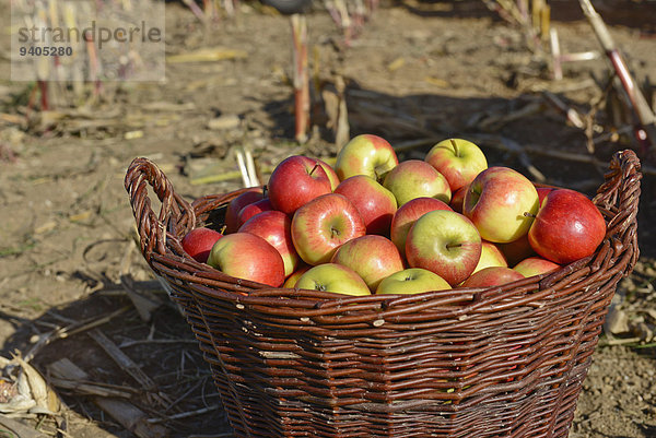 Korb Feld Apfel