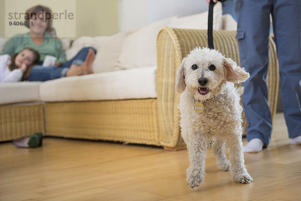 gehen Start Hund Mädchen