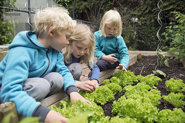 Inspektion klein Gemüse Garten blond