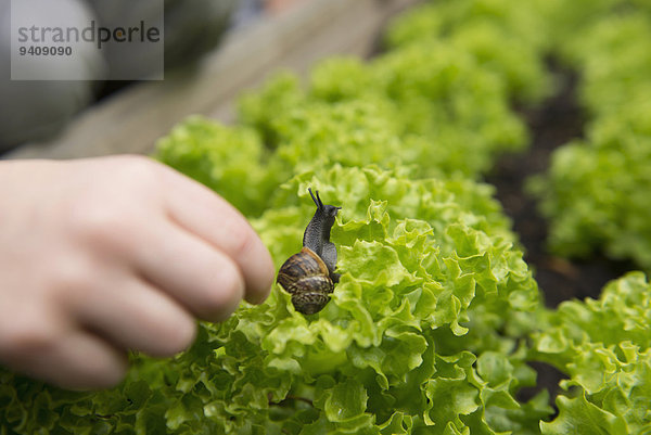 Kinderzimmer Schnecke Gastropoda Close-up Salat aufheben